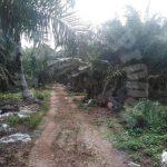 pontian 10 agricultural  agricultural landss 10 acres floor area selling from rm 2,300,000 in pontian, johor, malaysia #4168