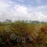 sedili kota tinggi agricultural  agricultural lands lease price rm 4,545 at sedili besar, kota tinggi, johor, malaysia #5188