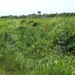 sedili kota tinggi agricultural  agricultural lands rental at rm 4,545 in sedili besar, kota tinggi, johor, malaysia #5189