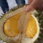 bukit batu 3.7 durian farm agricultural landss 3.7 acres land-area selling at rm 1,600,000 at bukit batu, kulai #7330