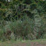 kulai agricultural beside road agricultural landss 20 acres land-area rental price rm 85 at jalan kulai - kota tinggi, 81000 kulai, johor, malaysia #7603